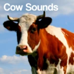 Logo of Cow Sounds android Application 